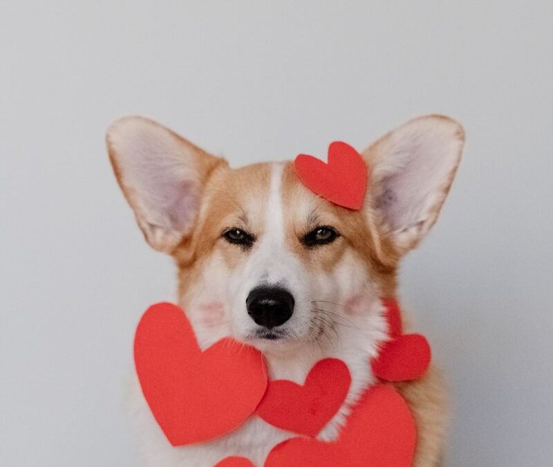 brown and white corgi wearing pink heart shaped hat