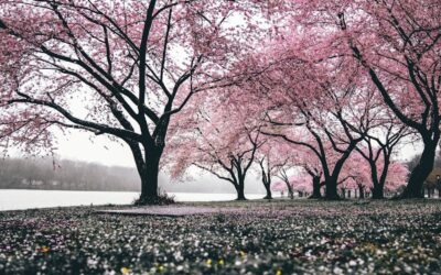 美しい桜も散ればゴミ？価値観の違いを考える
