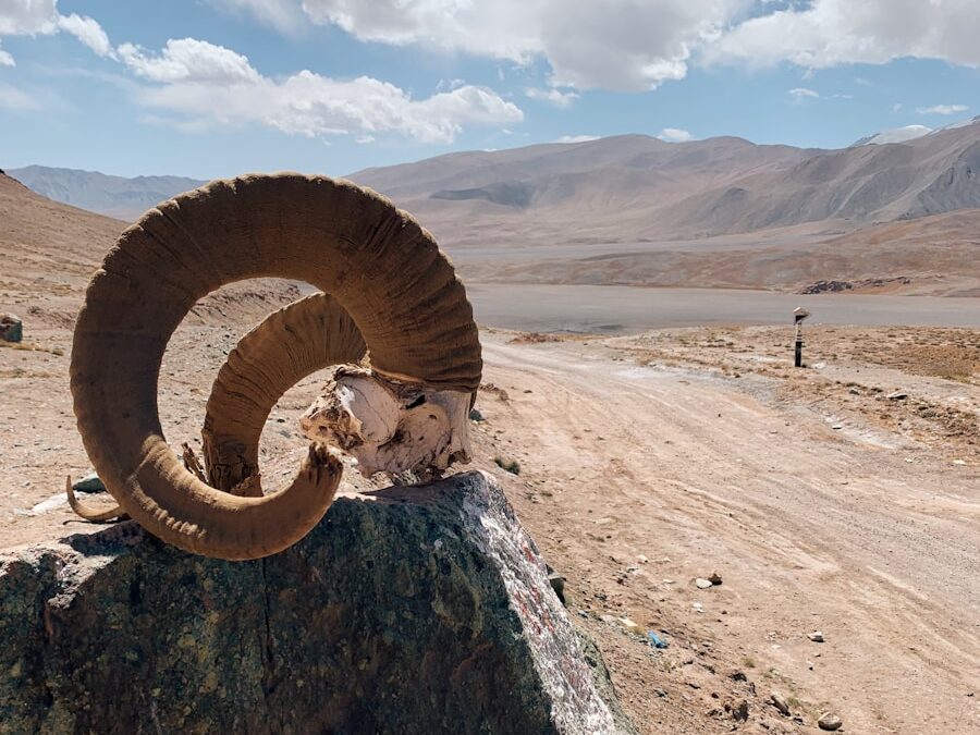 brown and white spiral ring on brown rock