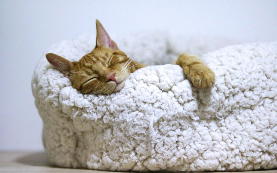 orange tabby cat sleeping on white pet bed