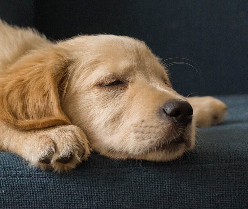 golden retriever lying on blue textile