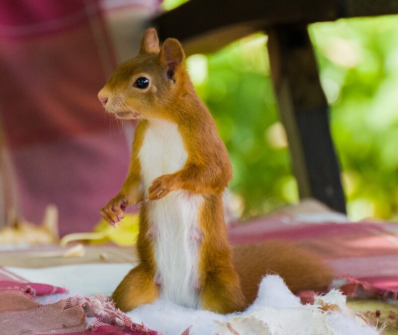 a squirrel standing on a blanket