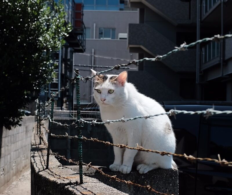 まなざしひとつが癒しになる