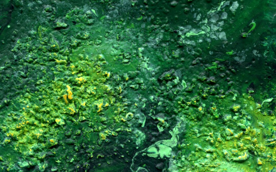 a body of water with plants and rocks